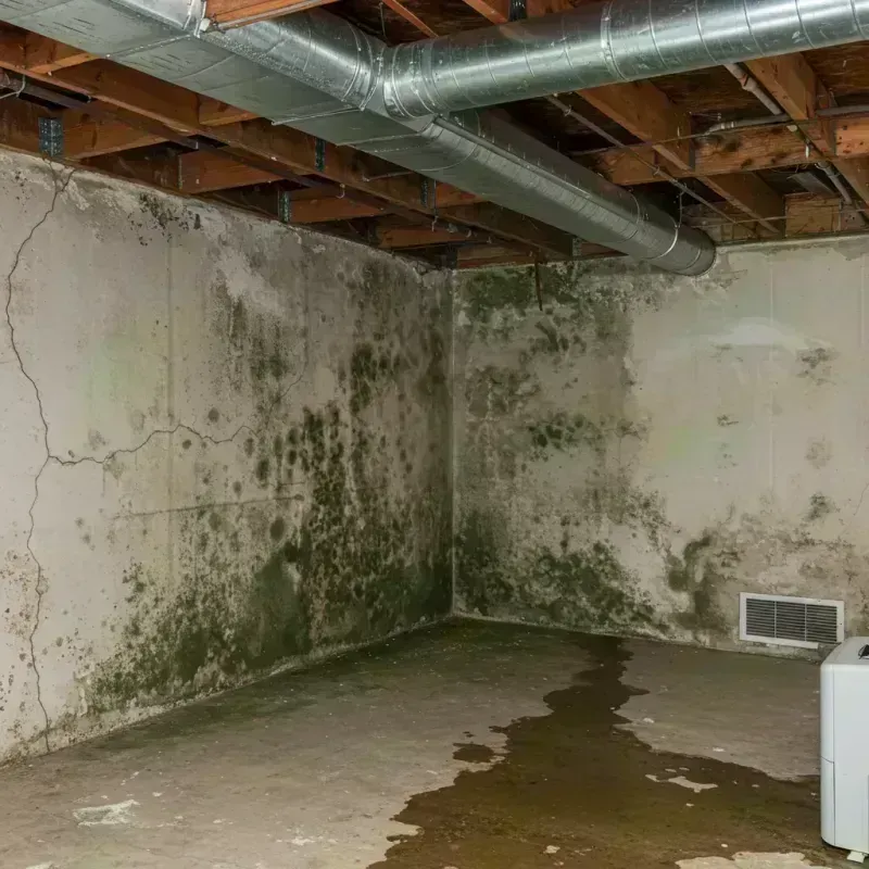 Professional Mold Removal in Salem, MO